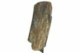 Fossil Sauropod Rib Bone Section w/ Metal Stand - Colorado #304870-2